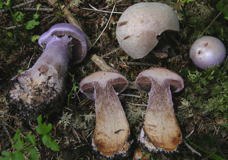 Cortinarius traganus s.l.: scheda fotografica